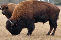 Bison