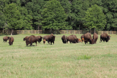 bison-herd2