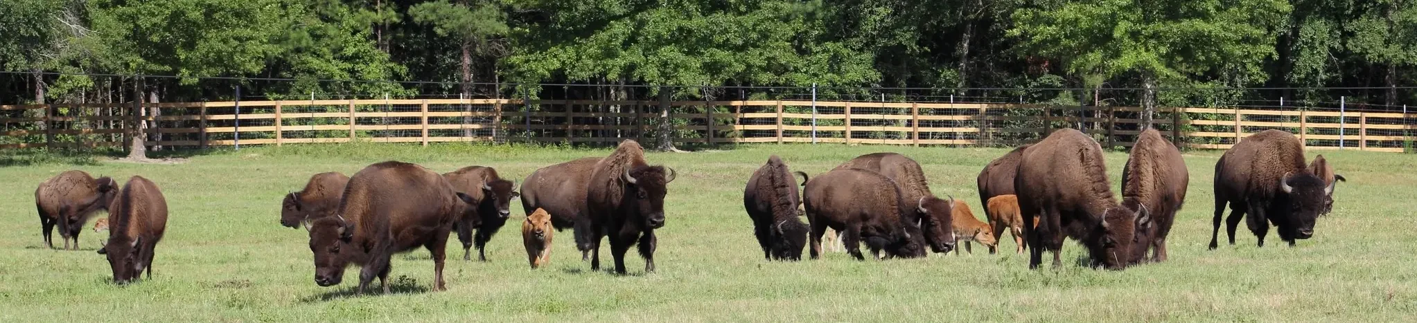 Bama Bison