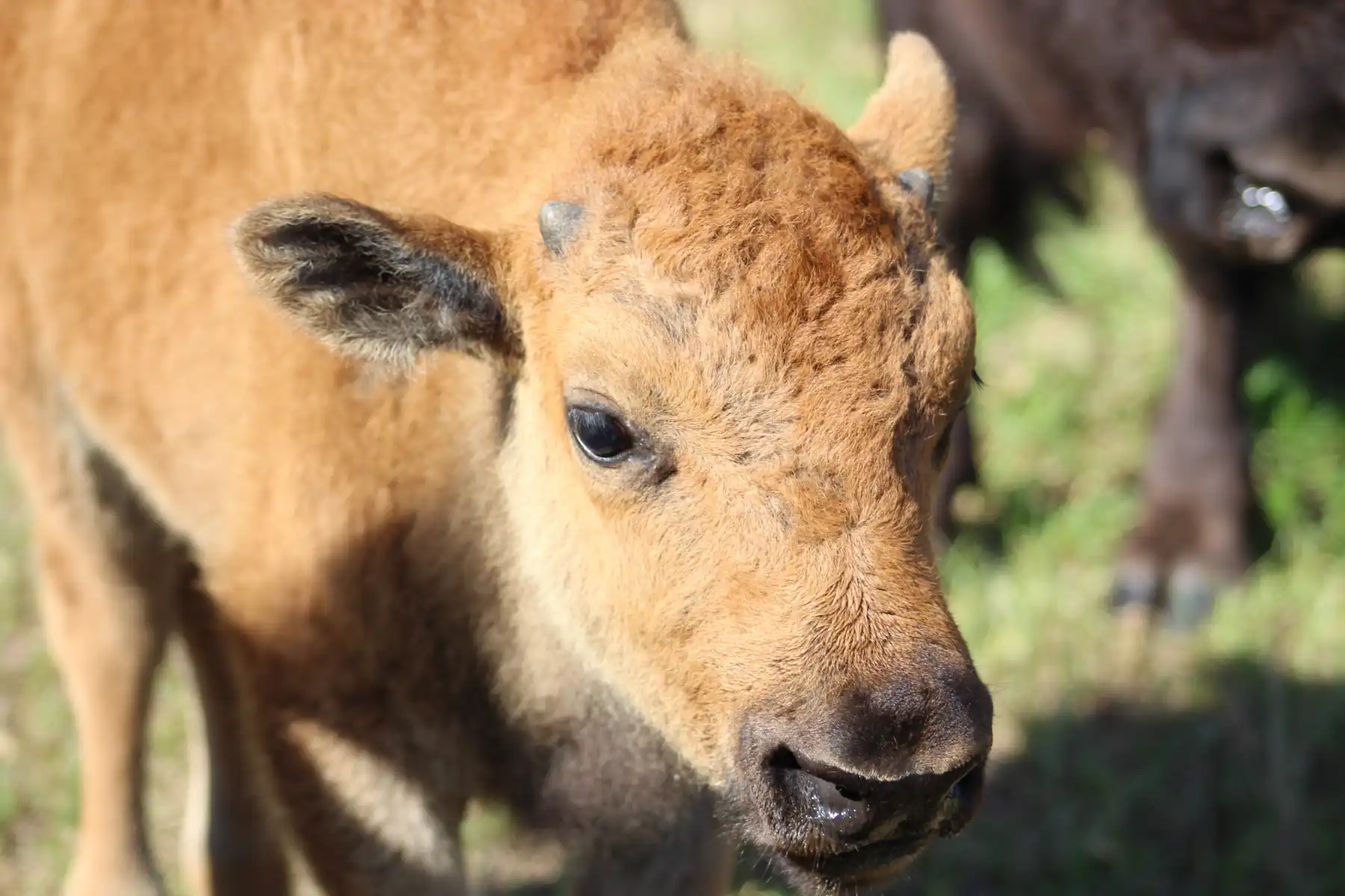 Bama Bison photo 2